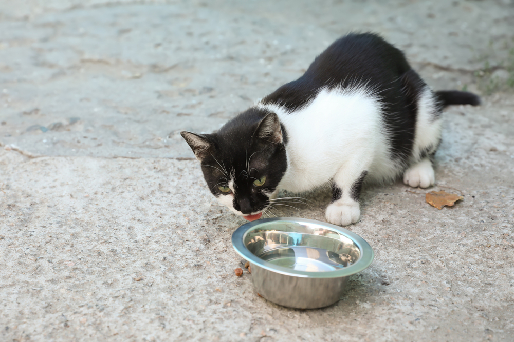 A black and white tuxedo cat crouching on a concrete surface outside, leaning down to lap up water or eat from a stainless steel metal pet bowl.