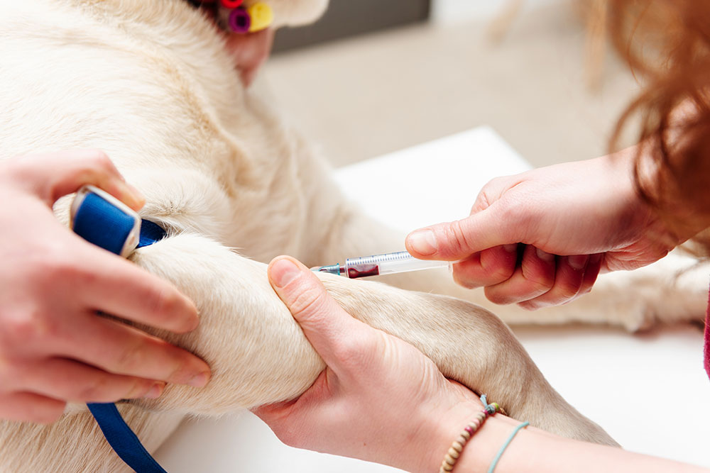 Close-up of a veterinarian's hands drawing blood from a cream-colored dog's front leg using a syringe and a blue tourniquet.