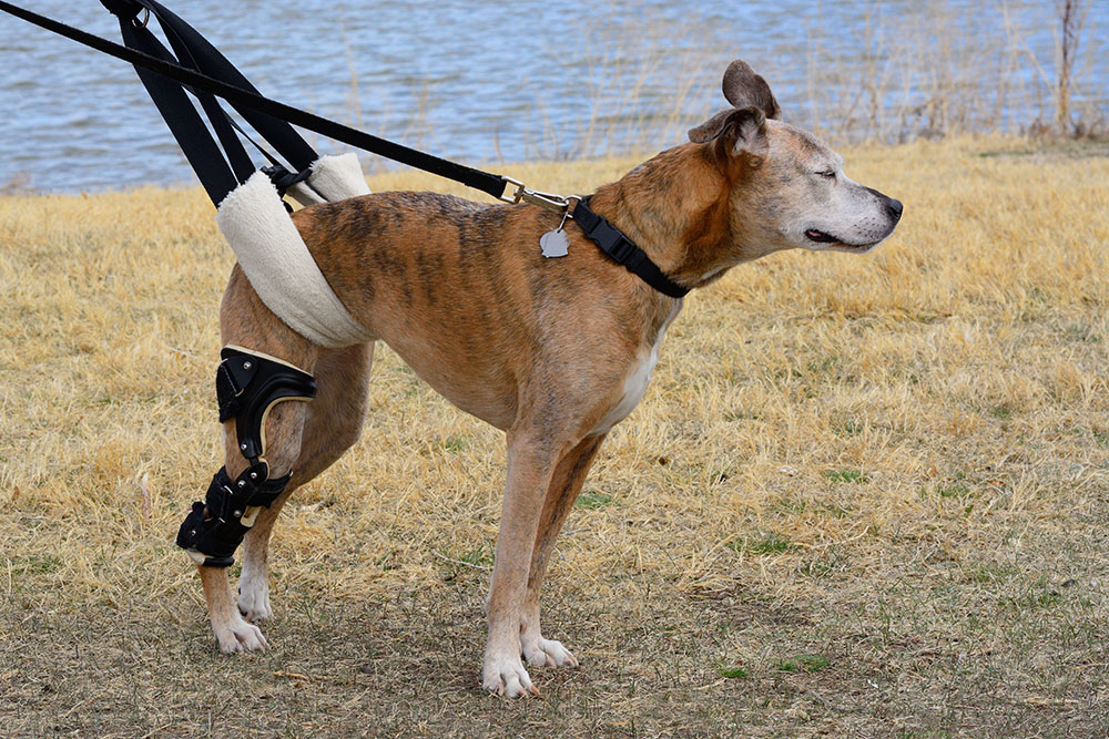 Dog standing outdoors wearing a rear mobility support harness and leg brace.
