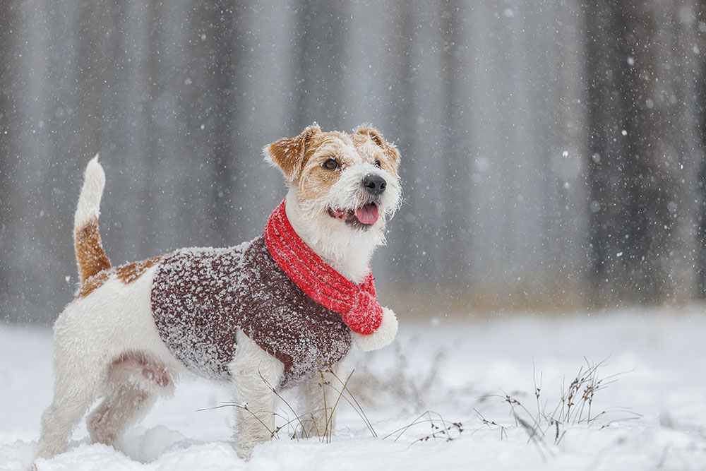 A small wire-haired dog wearing a brown sweater and red scarf standing in the snow during a snowfall.