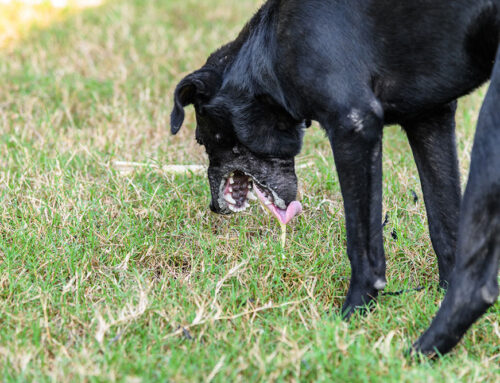Chronic Vomiting in Pets: How We Work Through What’s Causing It