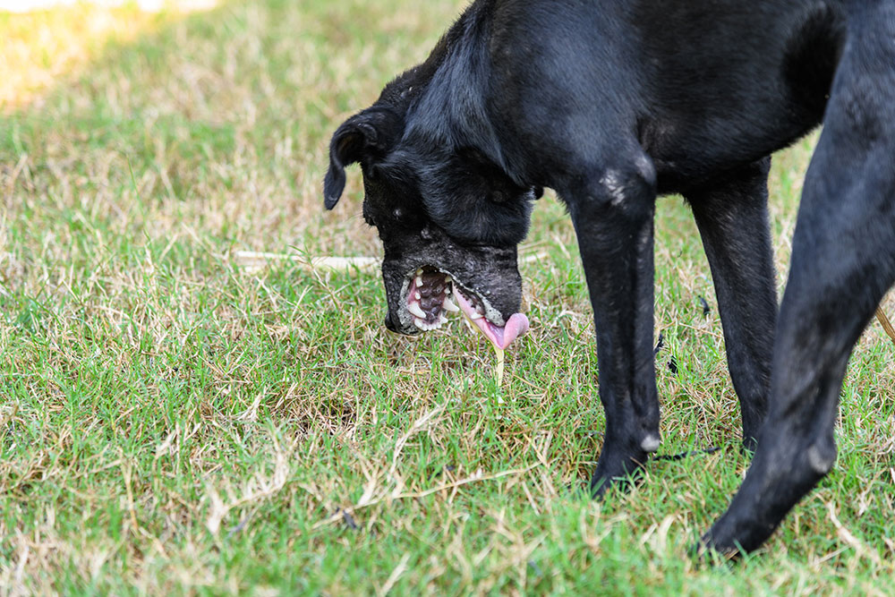 Dog vomiting on grass outdoors due to upset stomach or digestive issue
