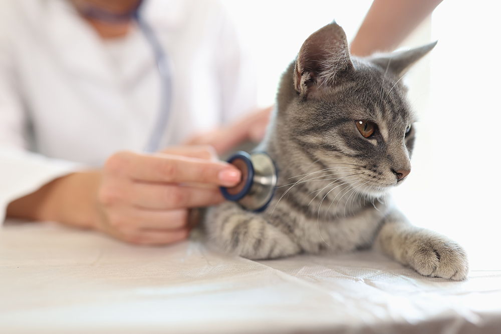 Kitten receiving a physical examination during a veterinary checkup at an animal clinic