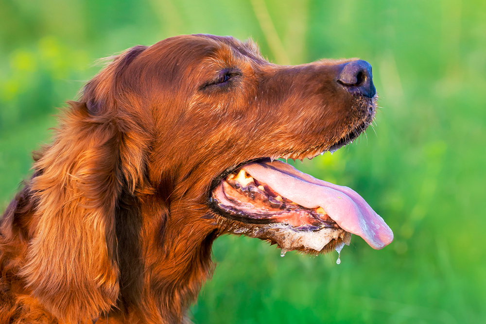 A close-up profile view of a long-haired Irish Setter dog panting heavily with its mouth open, tongue out, and visible drool or foam, set against a blurred green field background.