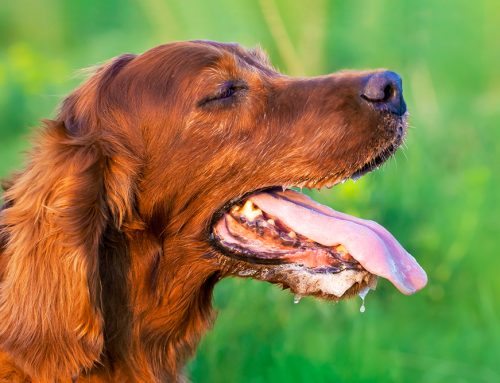 Could Heavy Panting on a Warm U.P. Afternoon Already Be Heat Stroke?