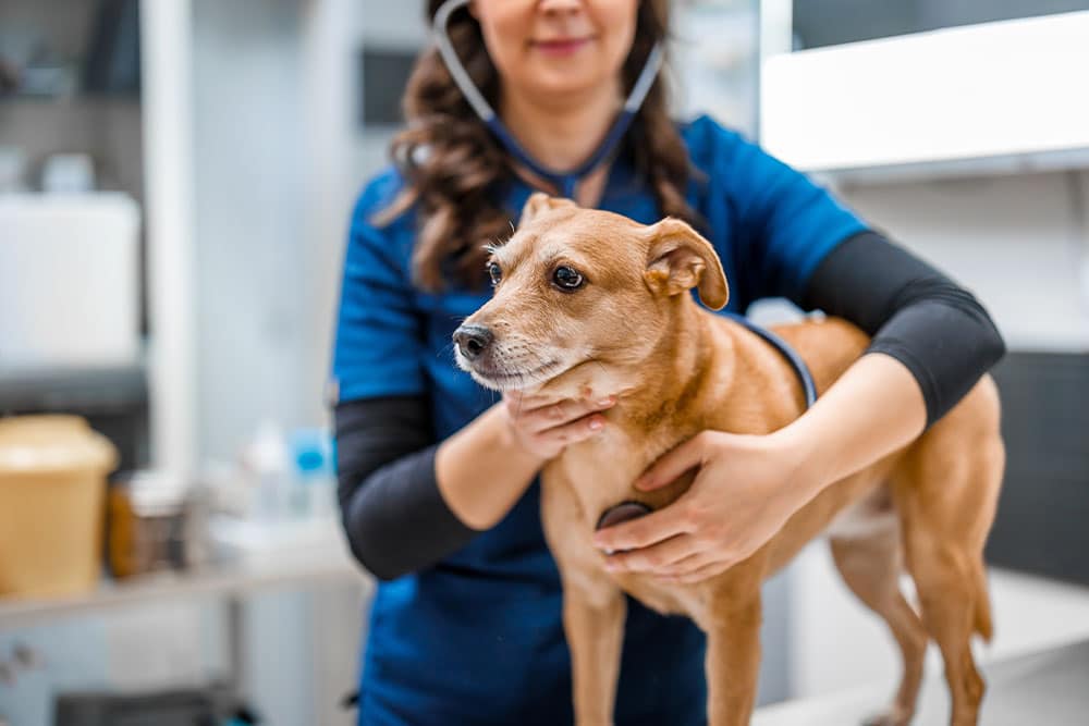 Brown dog receiving a veterinary examination, highlighting preventive care, wellness screenings, early diagnosis, and ongoing pet health management.
