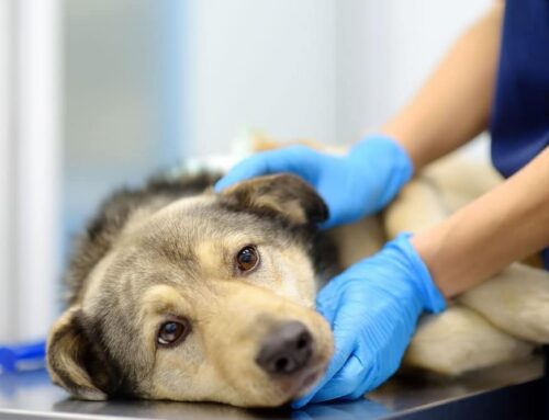 Does a Swollen Lymph Node Always Mean Cancer in Dogs and Cats?
