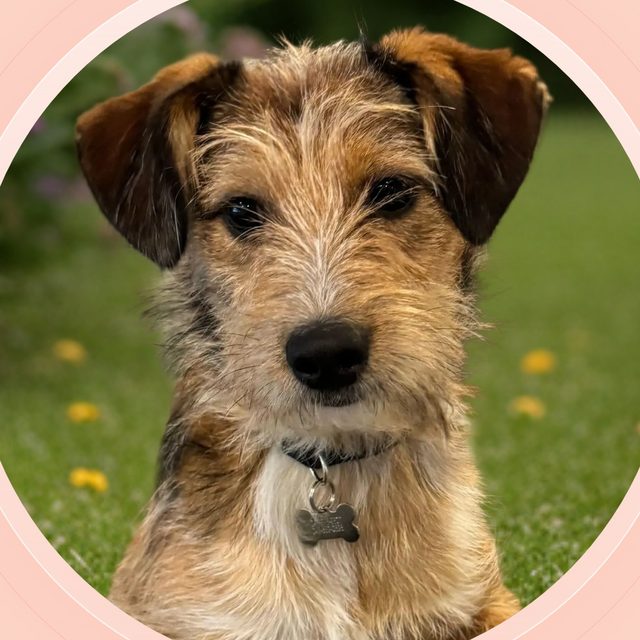 Happy terrier mix sitting in the grass